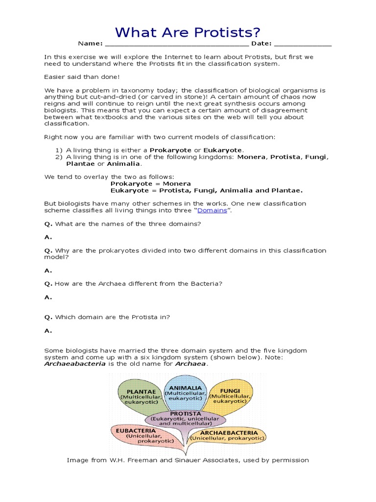 Fixed Protista Worksheet | Protozoa | Taxa