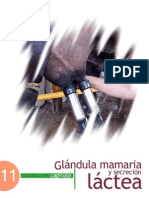 Glandula Mamaria