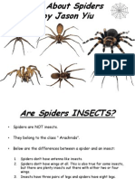 all about spiders