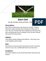 Barn Owl