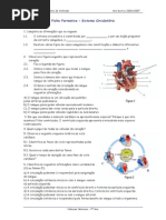 Ficha Formativa.circulatorio