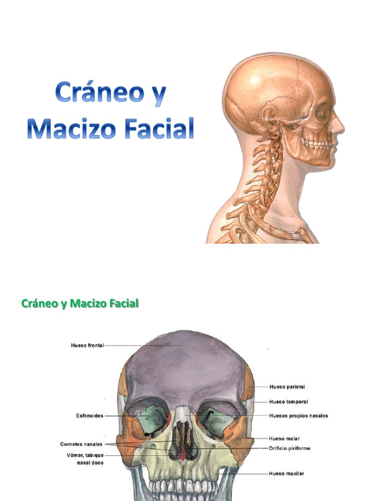 2 - Craneo y Macizo Facial | PDF | Cráneo | Cabeza y cuello humanos