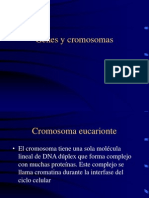 Cromosomas