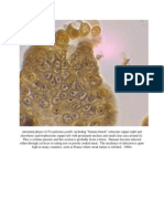 Intestinal Phases of Toxoplasma Gondii