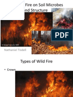 Fire and Its Effects On Soil