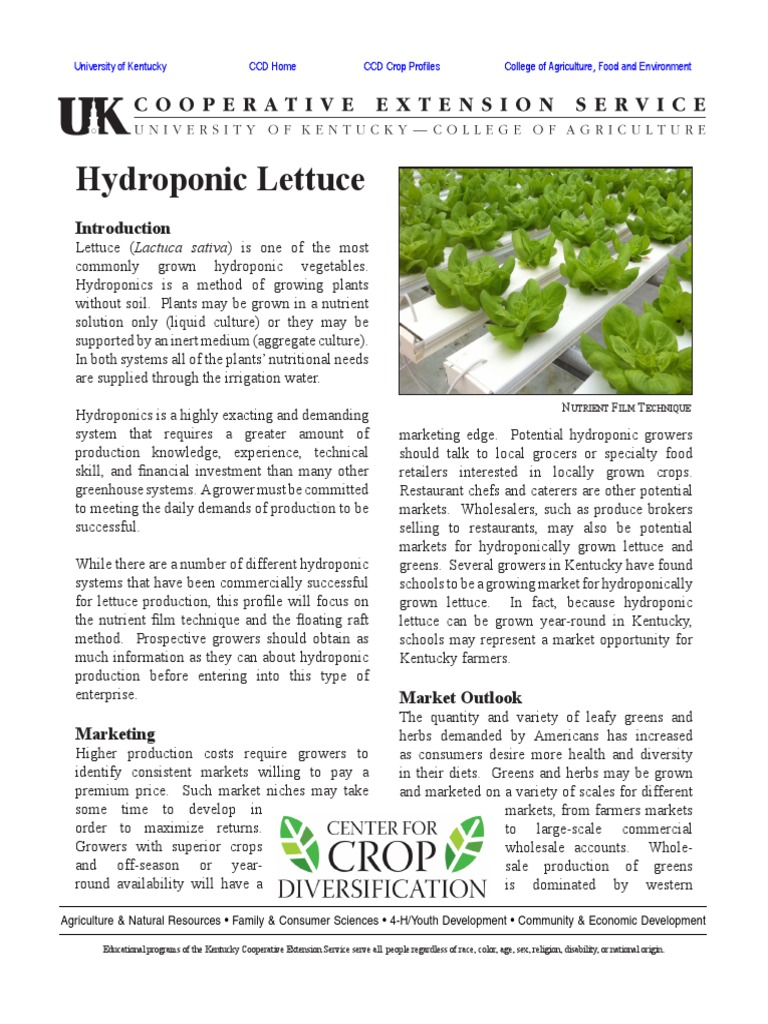 Hydroponic Lettuce Hydroponics Lettuce