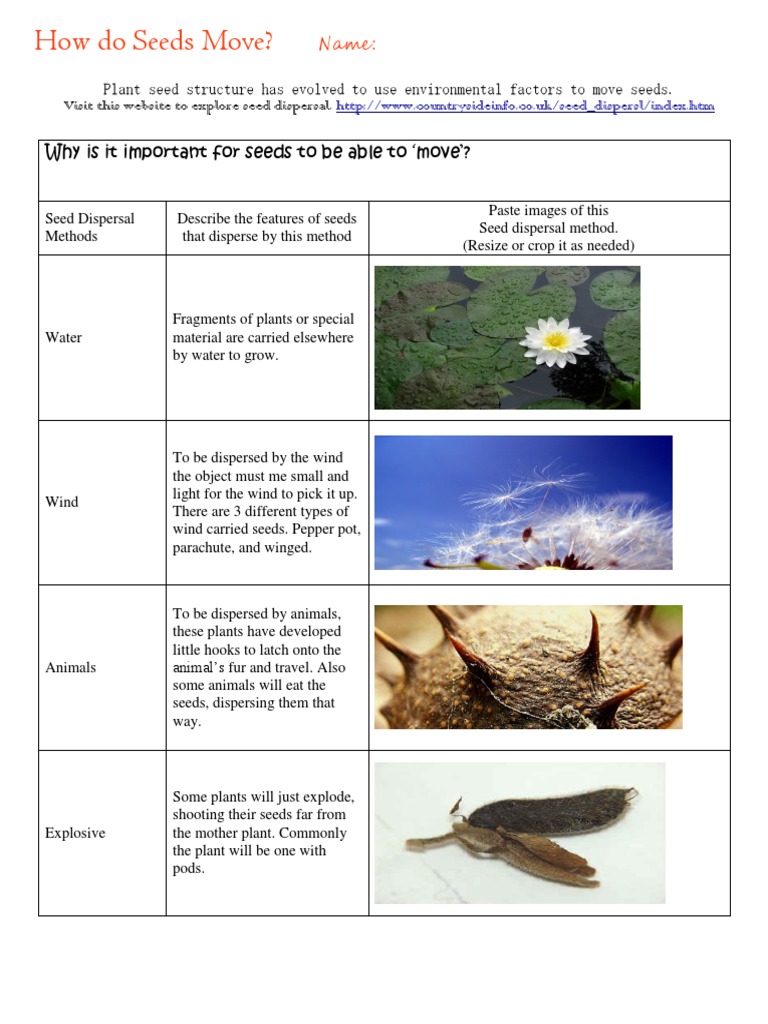 Seed Dispersal Word PDF