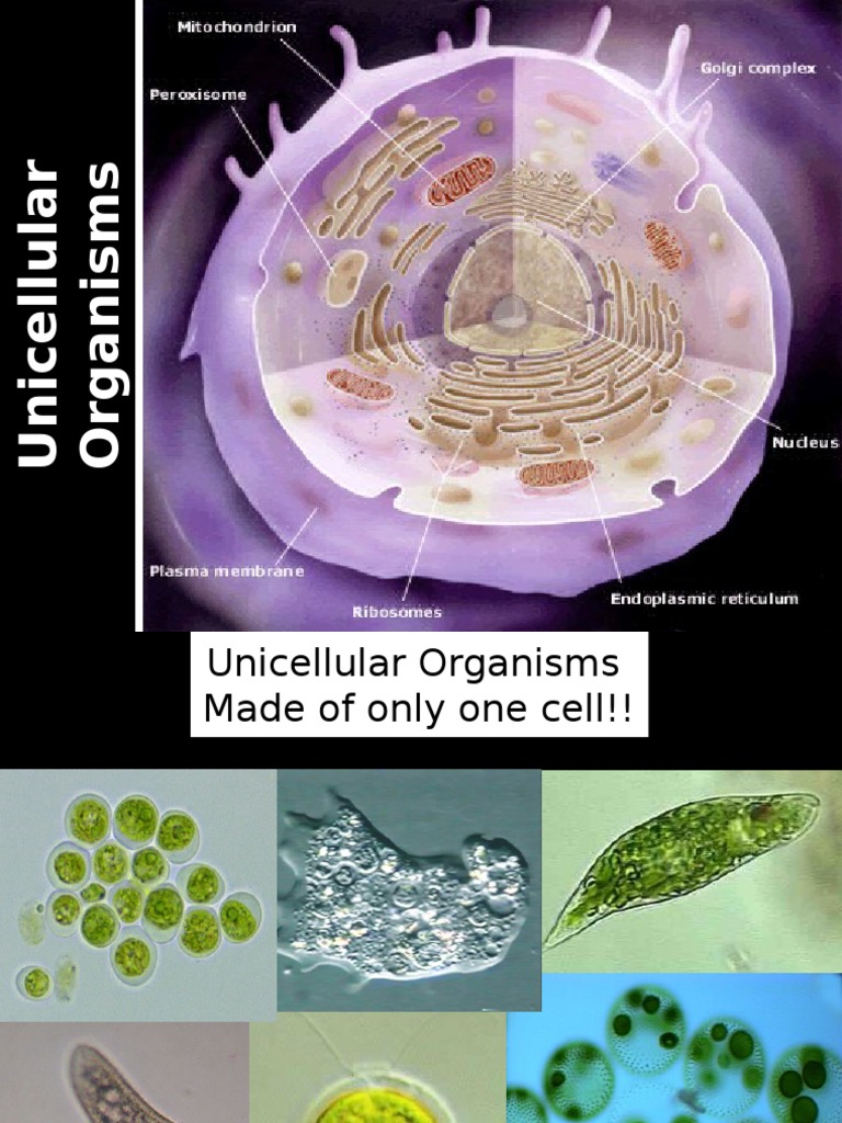  Unicellular  Organisms  Ppt Cell Biology Organisms 