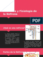 Anatomía y Fisiología de La Nefrona