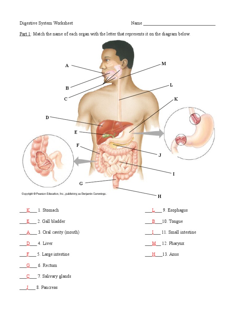 Digestive System Organs Answers  Digestion  Human Digestive System Regarding Digestive System Worksheet Pdf