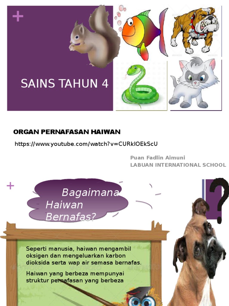 Organ Pernafasan Haiwan Tahun 4