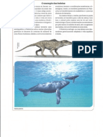 Baleias Evolucionistas PDF