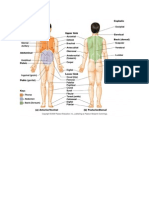 Study Anatomy Pic