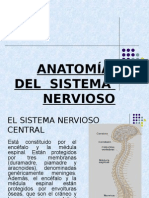 Anatomía Del Sistema Nervioso