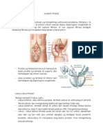 Anatomi Prostat