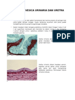 Histologi Vesica Urinaria Dan Uretra