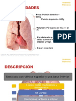 Anatomia de Pulmones