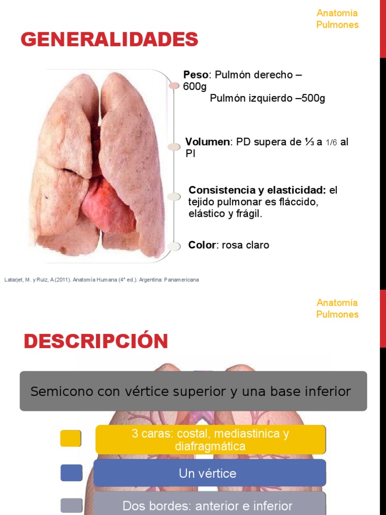 Anatomia de Pulmones | PDF | Pulmón | Zoología