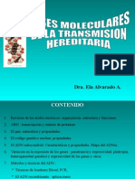 Transmision Hereditaria