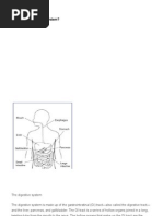 Food Digestion Time Chart | PDF | Foods | Fruit