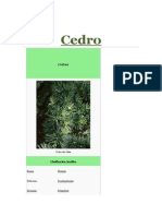 Cedro