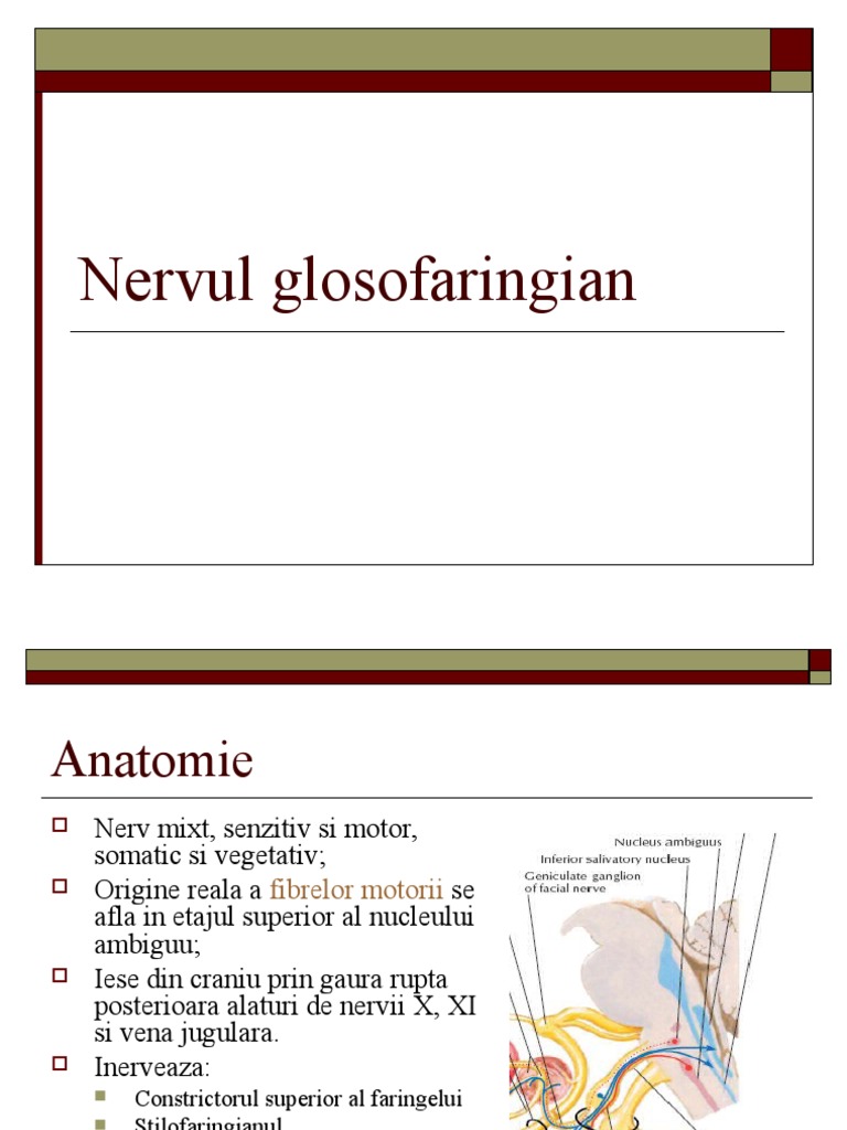 Nervii Cranieni Bulbari | PDF