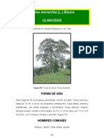 Trema micrantha (ishpepe): árbol tropical de América