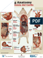 anatomia del cerdo.pdf