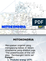 Mitokondria