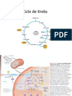 ciclo-de-krebs