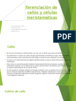 Diferenciación de Callos y Células Meristemáticas