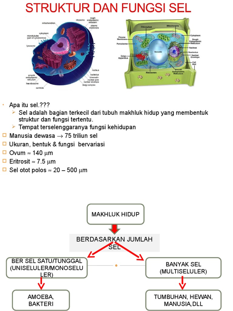 Struktur Dan Fungsi Sel Struktur Dan Fungsi Sel