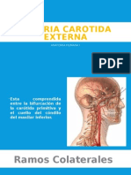 Arteria Carotida Externa y Venas