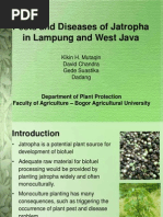 Download Pest and Diseases of Jathropha in Lampung and West Java by ivan ara SN25315120 doc pdf