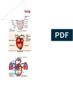 gambar-jantung
