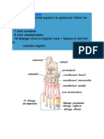 Anatomie Muschii, Oase