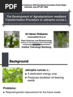 Download The Development of Agrobacterium Mediated Transformation Procedure of Jatropha curcas by ivan ara SN25320381 doc pdf