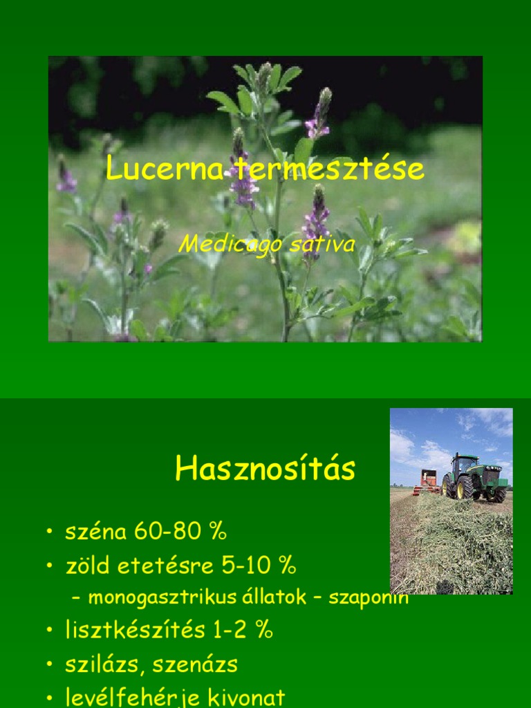 Lucerna | PDF