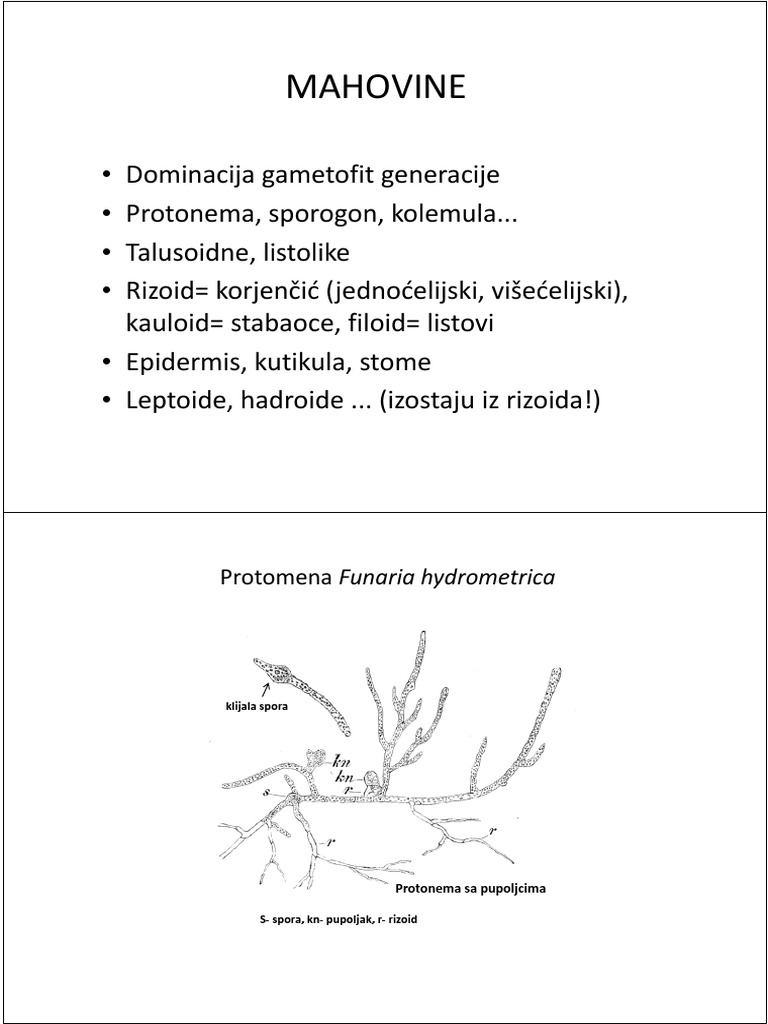 Predavanje III Mahovine | PDF