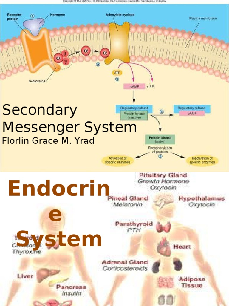 Secondary Messenger PDF G ProteinCoupled Receptor Hormone