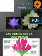 Partes de La Flor y Sus Funciones