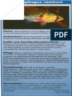 Aquaristik Aquarium Fische Schmetterlingsbuntbarsch - Mikrogeophagus Ramirezi (Found Via WWW File PDF