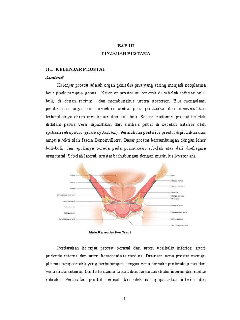 BPH Anatomy | PDF