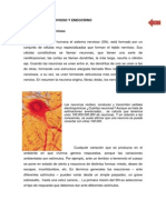 Sistema Nerviso Endocrino.