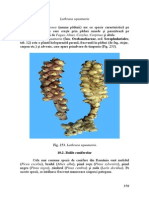 conifere.pdf