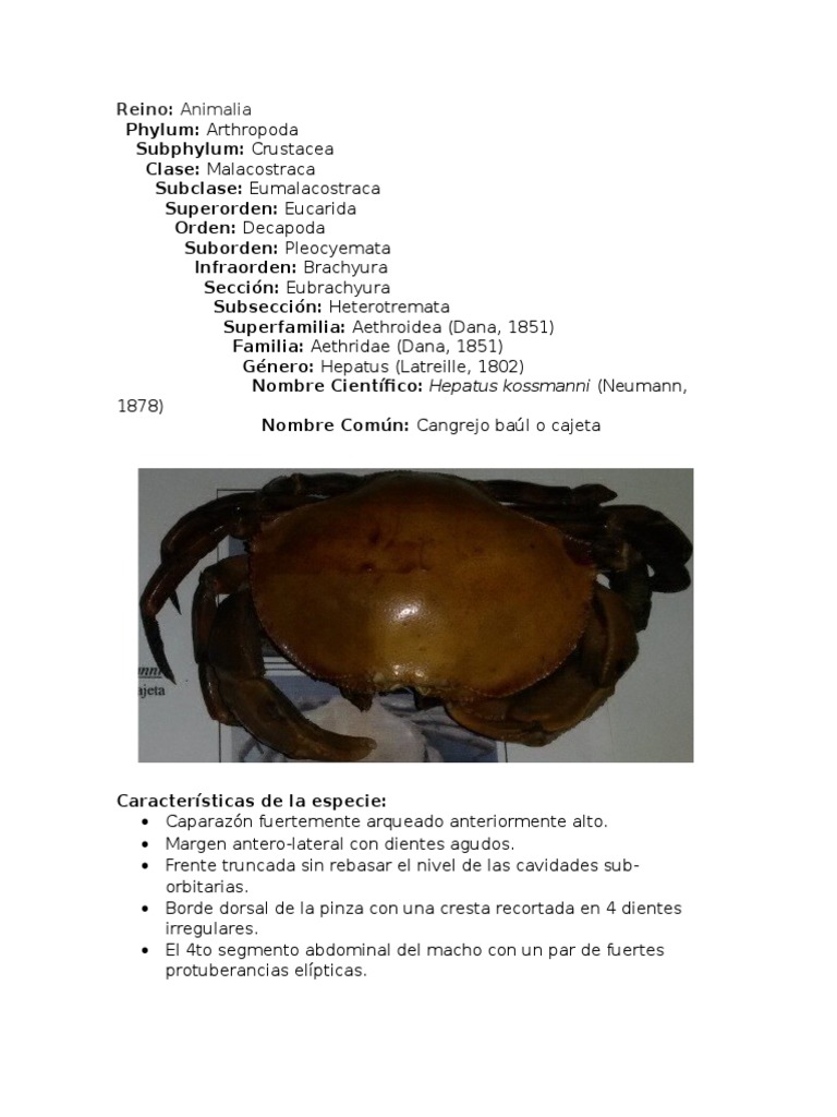 10 Fichas Carcinología Cangrejo Crustáceo