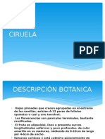 Ciruela