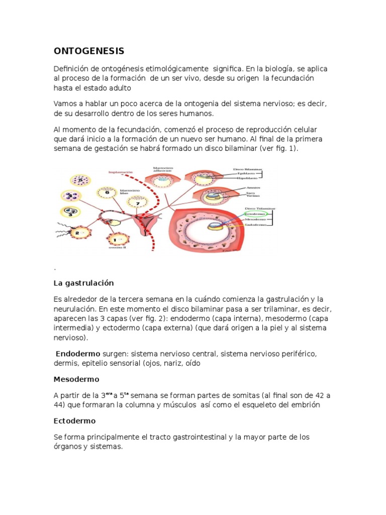 Ontogénesis: Desarrollo del Sistema Nervioso | PDF | Biología del ...