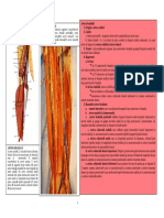 Lp5 Vascularizatia Membrului Superior