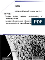 Types of Bone: Gross Observation of Bone in Cross Section Shows